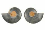 Cut/Polished Ammonite Fossil - Unusual Black Color #165636-1